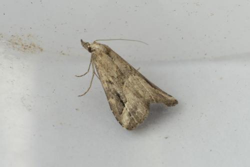 Schrankia costaestrigalis